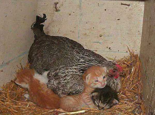 عکس / مرغی که بچه گربه بزرگ می کند!!!
