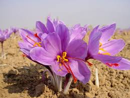 ایران چند درصد از تولید زعفران جهان را تامین می کند؟
