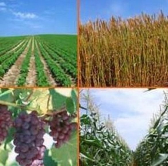 ۵ طرح کشاورزی در زرند به بهره‌برداری رسید