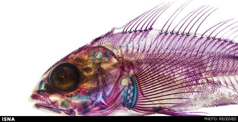 تصاویر تحسین‌برانگیز از درون ماهی‌ها