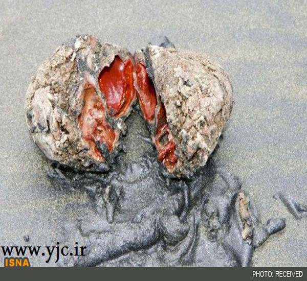 سنگ جاندار در سواحل کشور شیلی (+عکس)