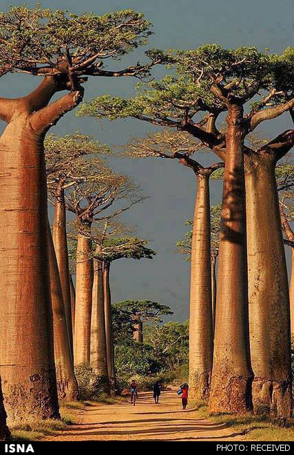 عکس / درختان عجیب ماداگاسکار