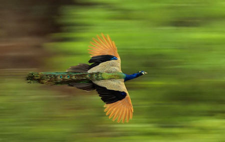 تاکنون پرواز طاووس را دیده اید؟ (تصاویر)