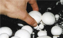 بهره‌برداری از طرح پرورش قارچ دکمه‌ای در زرند