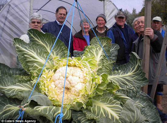 بزرگ‌ ترین گل‌ کلم جهان (عکس)