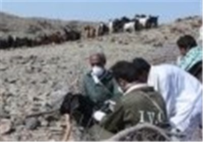 واکسیناسیون ۲۵۰۰ راس گاو و گوساله علیه تب برفکی در زرند