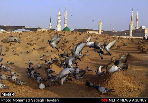 تصاویری از مسجد النبی به مناسبت مبعث پیامبر (ص)