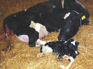 واکسیناسیون ۲۴۰۰ رأس گاو و گوساله در زرند