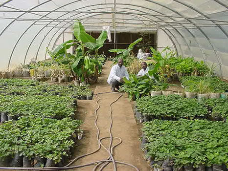 مبارزات بیولوژیک با آفات در گلخانه‌های زرند آغاز شد