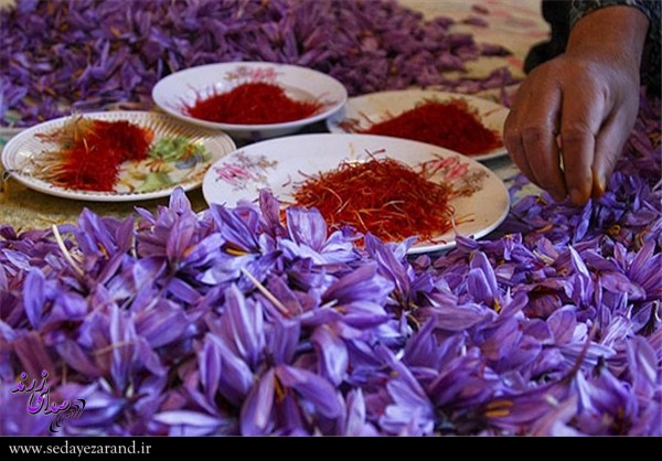 برگزاری جشنواره زعفران در دشتخاک زرند