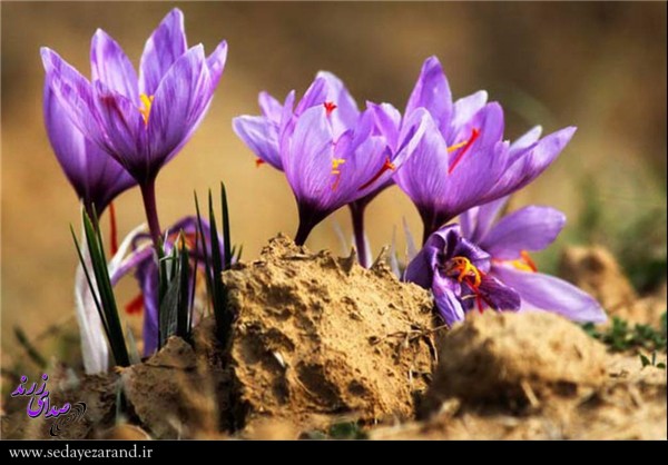 پیش بینی برداشت هزار کیلو زعفران در زرند