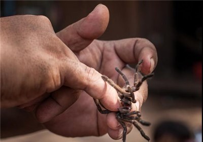 شکار رطیل در کامبوج (تصاویر)