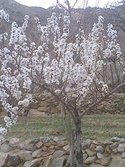 شکوفه آوردن درختان بادام و زردآلود روستای باب ندان