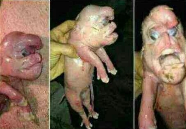 این بچه خوک نوزاد زن داعشی ؟ +تصاویر