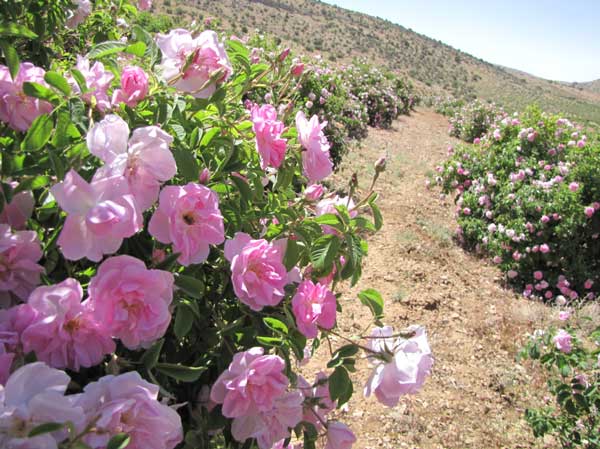 استان کرمان رتبه دوم را  در سطح زیر کشت گل محمدی داراست