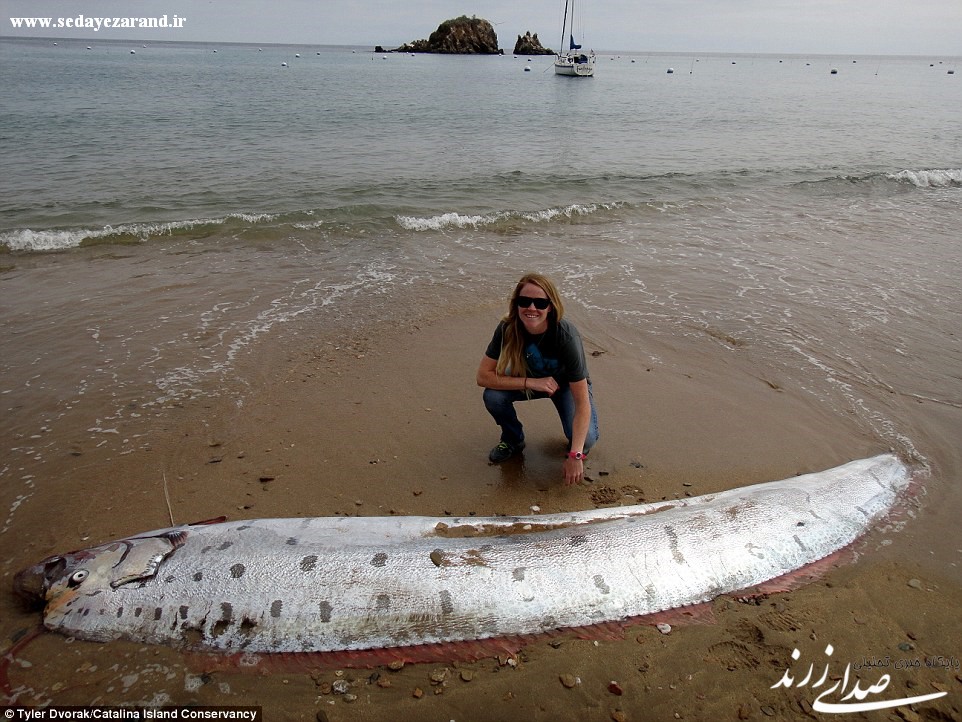 کشف یک ماهی نادر و غول پیکر در سواحل کالیفرنیا +تصاویر