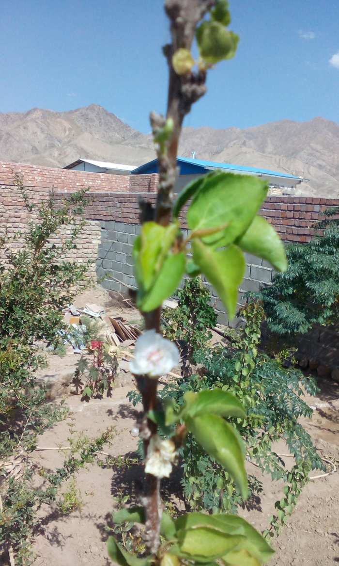 شکوفه آوردن درخت زردآلو در اکبرآباد زرند