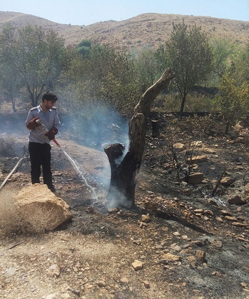 باغات میوه بابهویز زرند در آتش سوختند (+تصاویر)
