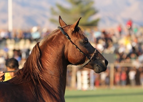 نخستین همایش حرکات نمایشی و زیبایی اسب در شهرستان زرند برگزار شد (+تصاویر)