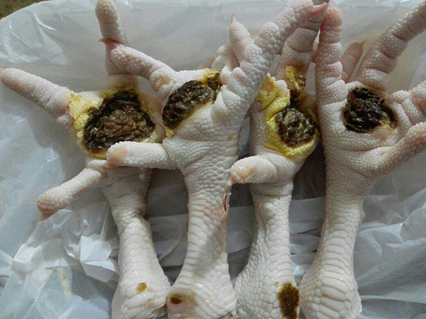 واکنش دامپزشکی به انتشار تصاویری از پای مرغ دچار ضایعه و منتسب کردن به یک بیماری عفونی خطرناک