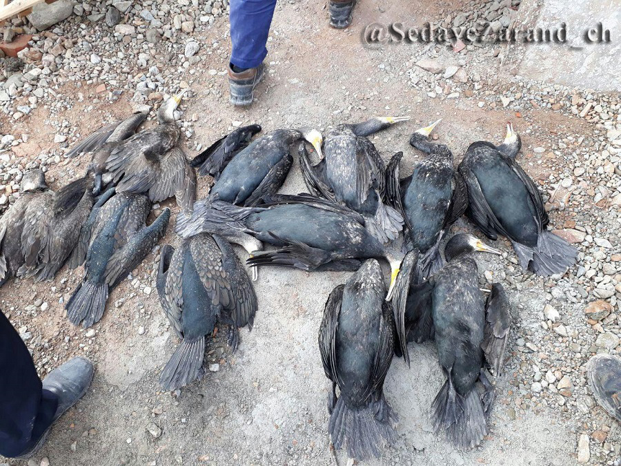 مرگ دسته جمعی پرندگان مهاجر در زرند