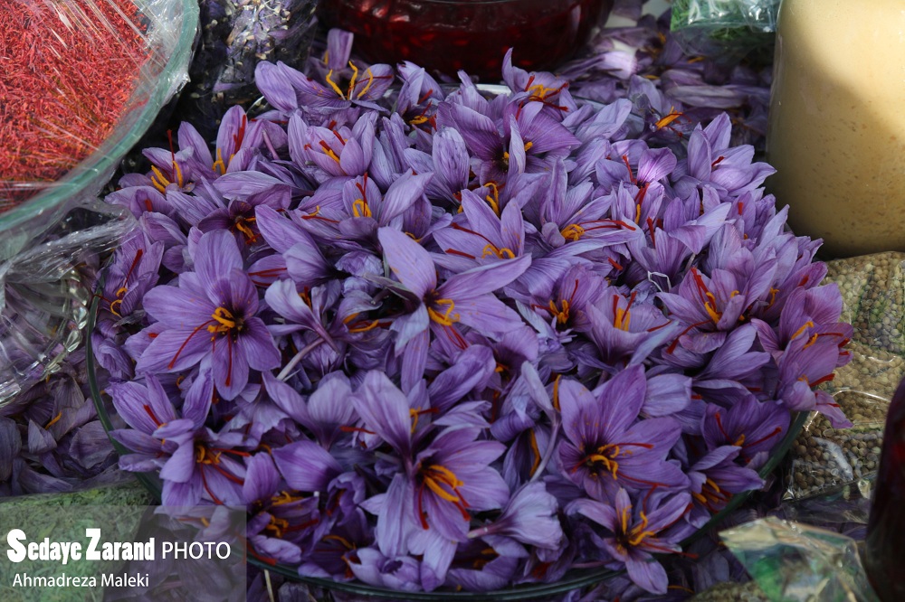 پیش بینی برداشت ۱۵۰۰ کیلوگرم زعفران در زرند