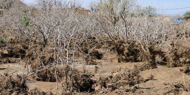 خسارت ۳۵ میلیارد تومانی سیل به بخش های کشاورزی در زرند