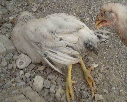 تلفات مرغ های بومی یکی از روستاهای زرند