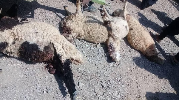 گرگ ها بیش از ۱۰۰ رأس گوسفند را در جلال آباد زرند دریدند