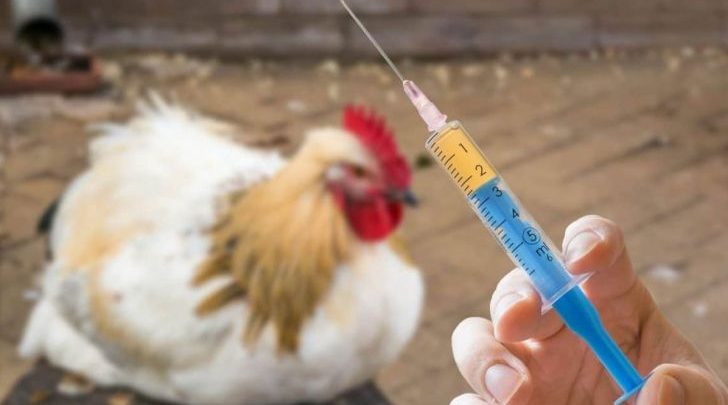 آغاز واکسیناسیون طیور بومی بر علیه بیماری نیوکاسل در زرند
