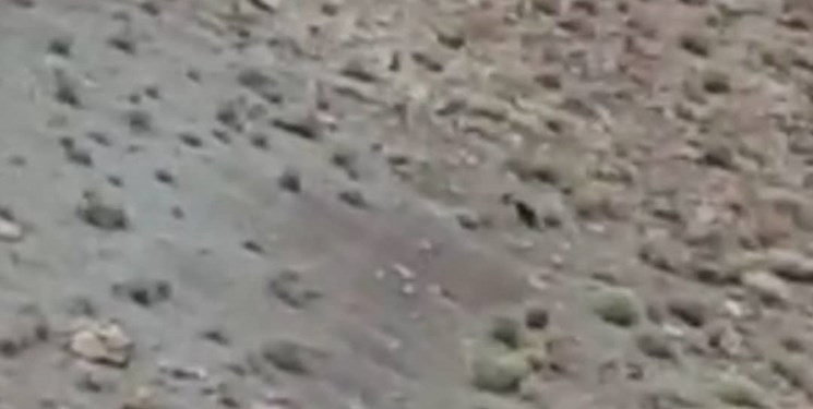 مشاهده یک قلاده پلنگ سیاه در طبیعت کرمان