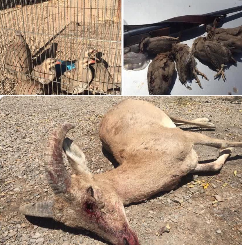دستگیری ۵ گروه شکارچی غیرمجاز در زرند
