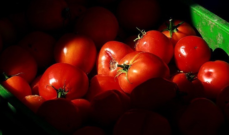 گوجه فرنگی هر کیلو ۱۵ هزار تومان شد/ تکرار داستان بی خیالی تنظیم بازار در این مقطع سال