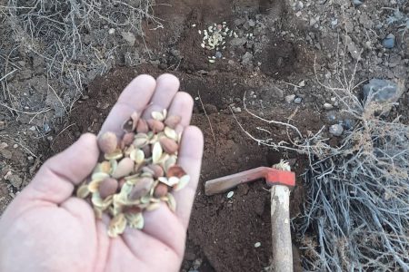 بذرکاری در طبیعت قله مزار توسط شهروند زرندی