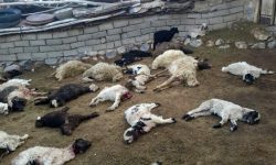 گرگ گرسنه ۲۸ گوسفند در زرند را تلف کرد