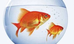 برای خرید ماهی قرمز مسائل بهداشتی را رعایت نمایند