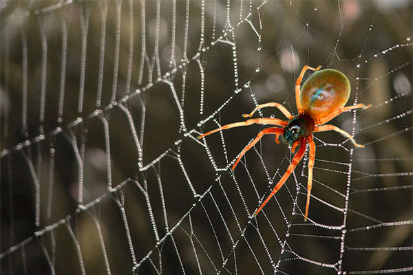 روش‌های دفع حشرات خانگی بدون سم عنکبوت
