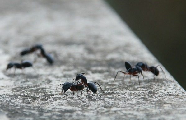 روش‌های دفع حشرات خانگی بدون سم مورچه 1