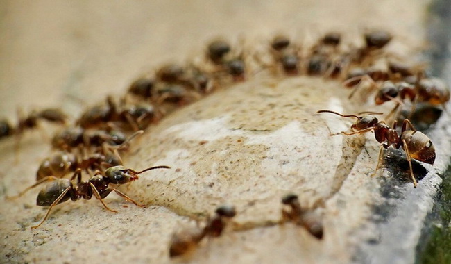 روش‌های دفع حشرات خانگی بدون سم مورچه