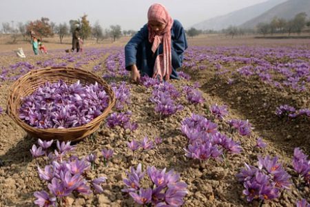 کاهش ۴۰ درصدی صادرات زعفران