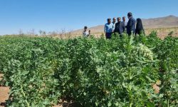 کشت آزمایشی گیاه کینوا برای اولین بار در شهرستان زرند
