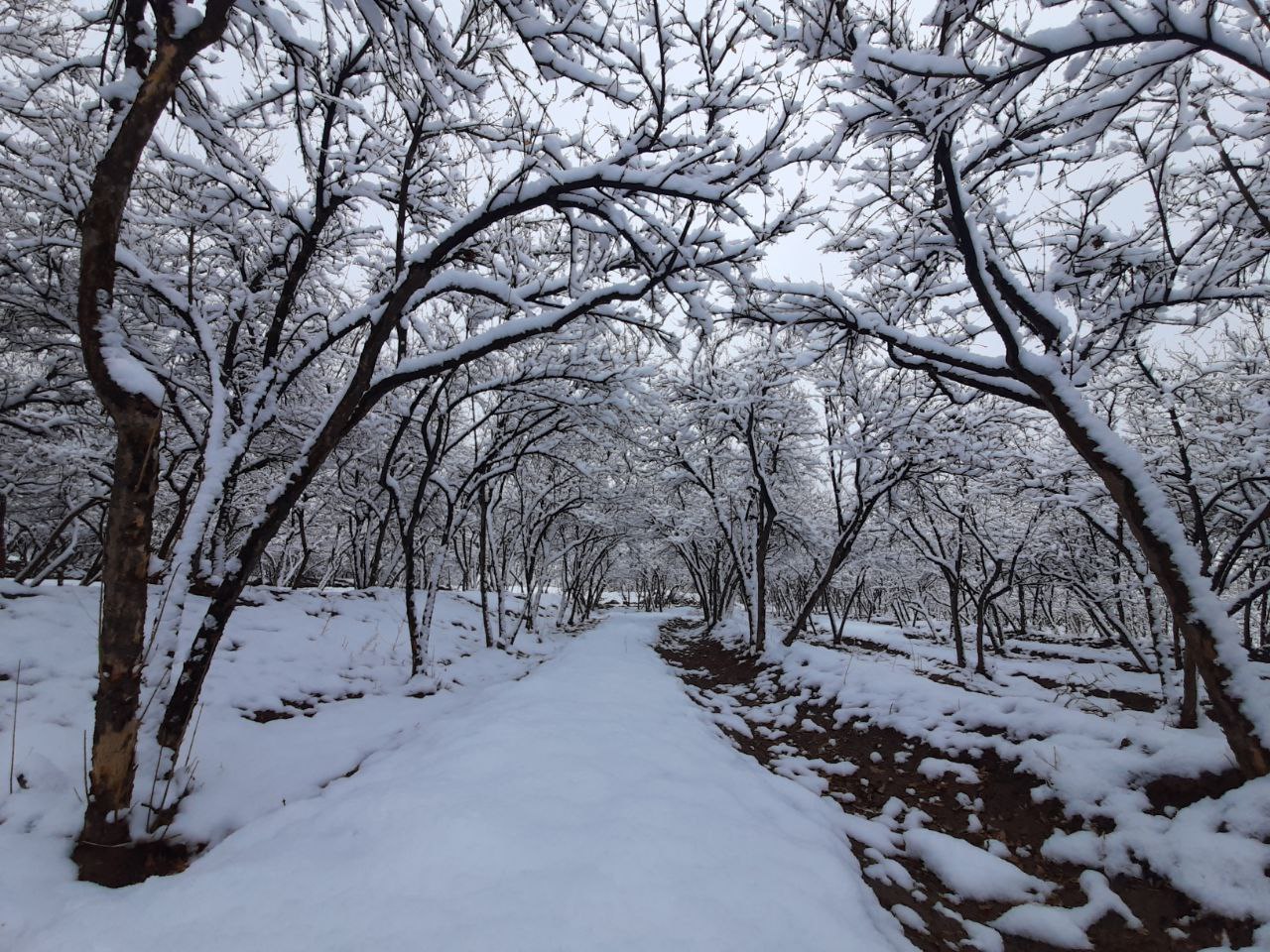 مجموعه تصاویر اولین بارش برف پاییزی در شهر خانوک