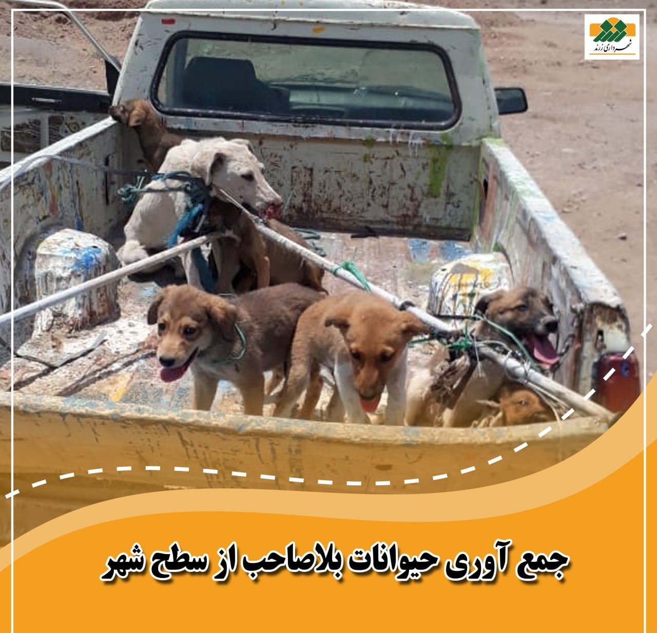 وجود سگ‌های ولگرد در زرند را به سامانه ۱۳۷ گزارش کنید / تداوم طرح جمع آوری و انتقال حیوانات بلاصاحب
