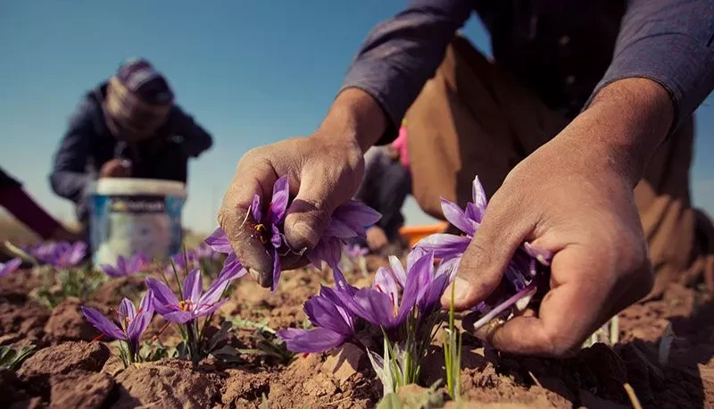 طالبان زعفران ایرانی را صادر می کند/ واگذاری بازار زعفران به قاچاقچیان