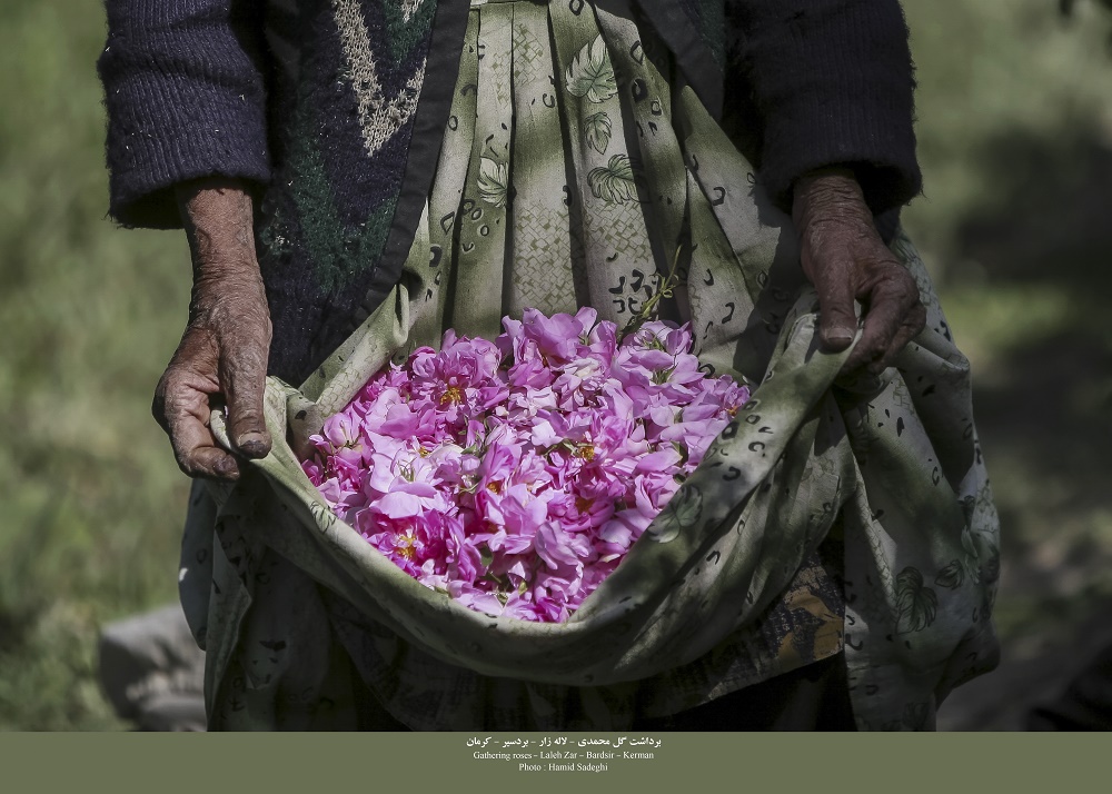 پانزدهمین جشنواره گل  محمدی لاله زار برگزار می شود