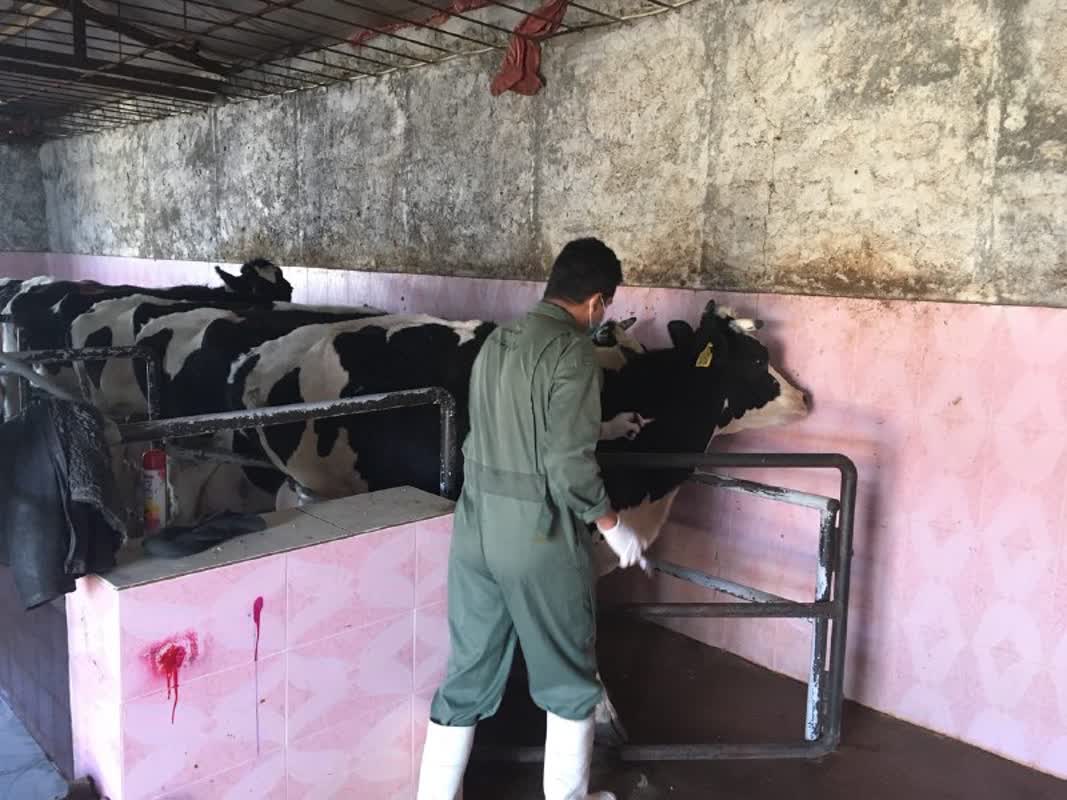 آغاز فاز نخست واکسیناسیون سراسری تب برفکی در جمعیت گاوی شهرستان