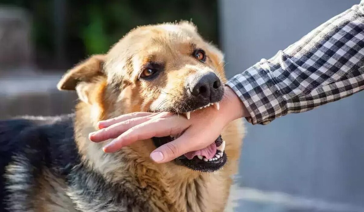 رییس شبکه دامپزشکی شهرستان کوهبنان از واکسینه شدن ۳۸۰ قلاده سگ صاحبدار علیه بیماری هاری در این شهرستان خبر داد