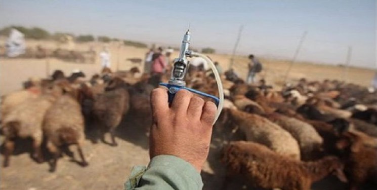 واکسیناسیون دام‌های سبک شهرستان کوهبنان علیه بیماری طاعون نشخوارکنندگان کوچک