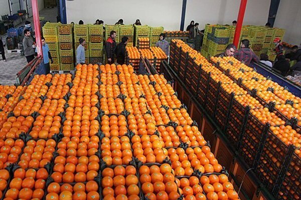 مراکز توزیع میوه تنظیم بازار شب عید نوروز ۱۴۰۳ در زرند (+قیمت)