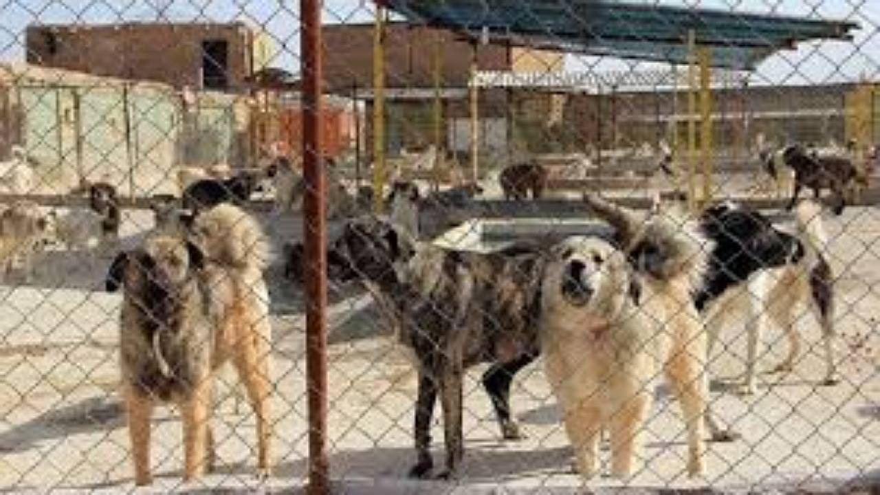 پیشرفت ۹۰ درصدی مرکز نگهداری سگ های بلاصاحب در زرند